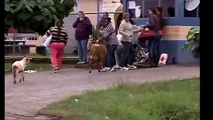 Funny Video - Crazy Sheep Attacking and Scaring People in the City