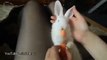 Cute Bunny Eating Carrot - Baby Rabbit - Cute Bunny Video