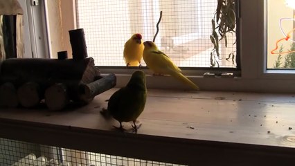 Das Liebesleben der Ziegensittiche