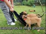 Puppy Malinois Instinto de presa en cachorros (2).mpg