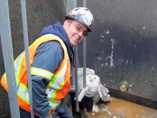 Sauvetage Harfang des neiges