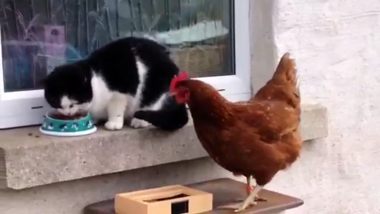 Chicken and Cat fighting for Food‬ video Dailymotion