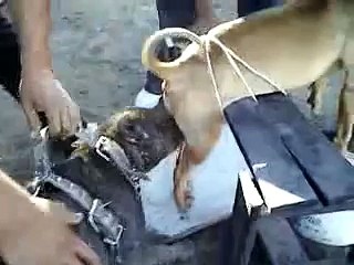 La cochadera en el callejas