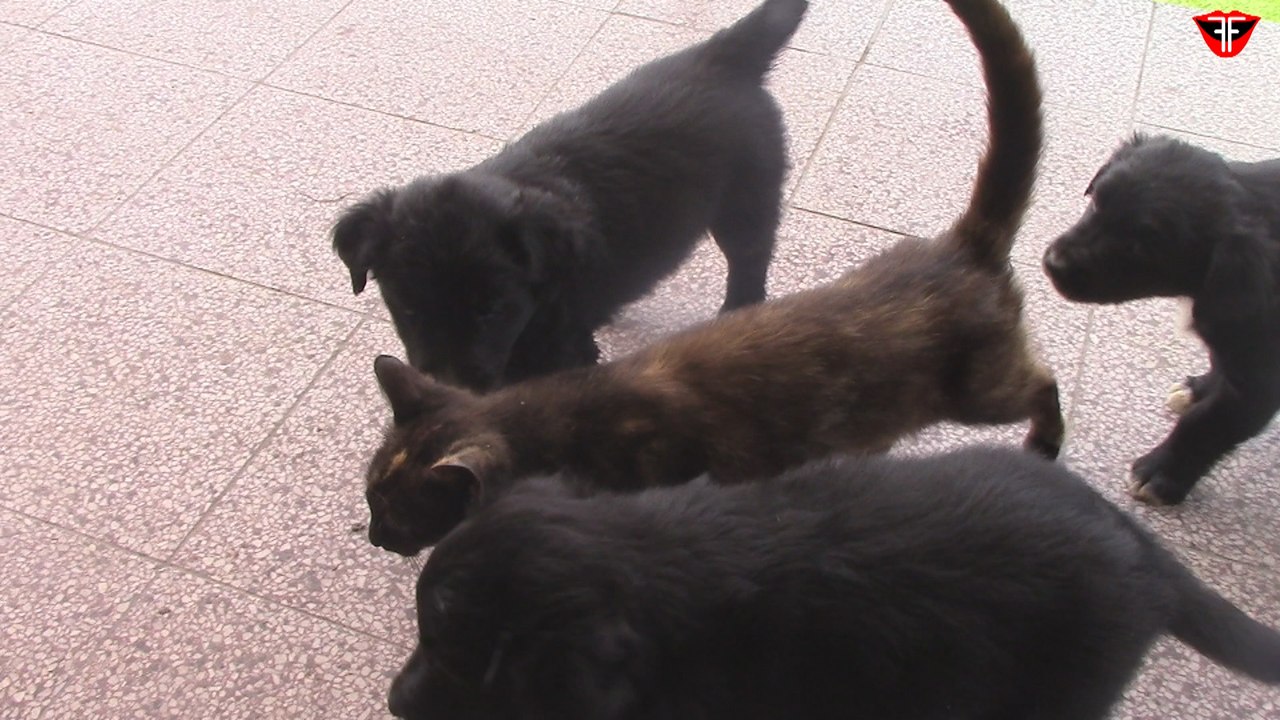 Puppies VS cat