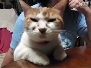 Cat barking like a dog