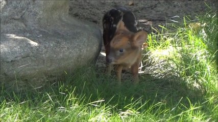 Animal trop mignon : Bébé Pudu puda de 5 jours