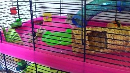 Updated Dwarf Hamster Cage Tour :)