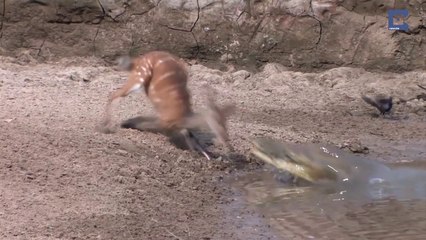 Unlucky Croc Misses Its Dinner Twice