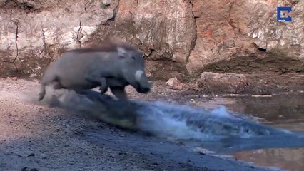 Ce crocodile est tellement mauvais qu'il finira par mourir de faim