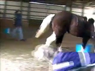 Video of Suri- yearling paint filly