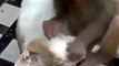 Crazy Monkey disturbing cat while sleeping