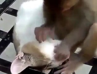 Crazy Monkey disturbing cat while sleeping