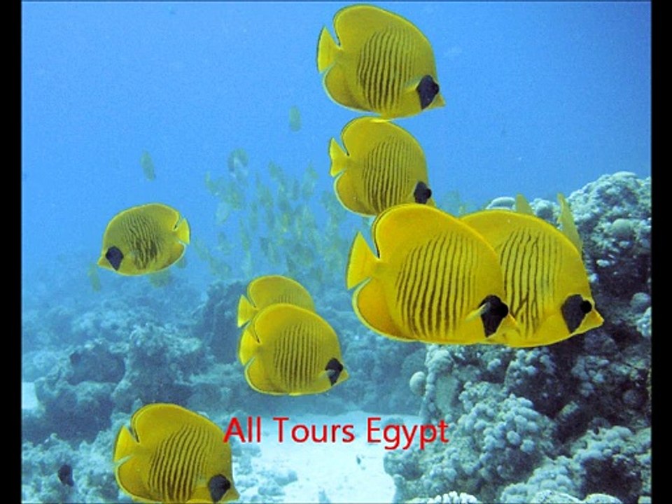 buceo viajes en mar rojo