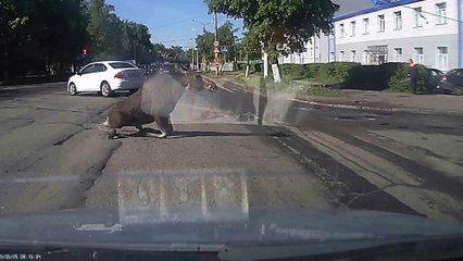 Un élan saute au dessus d'une voiture : dingue!