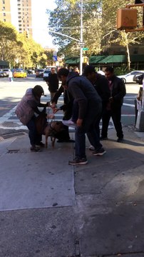 Un PITBULL attaque un chat en pleine rue et ne veut pas lacher