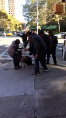 Un PITBULL attaque un chat en pleine rue et ne veut pas lacher