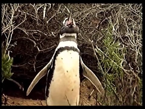 Magellanic Penguins of Punta Tombo (Patagonia) - I pinguini di Magellano a Punta Tombo
