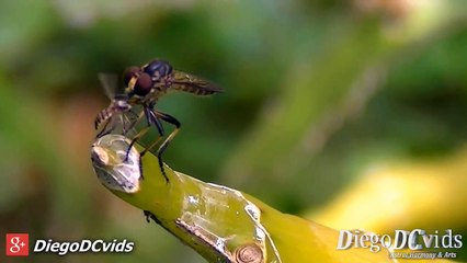 Mosca predadora - Robber fly (Asilidae) mosca ladrão