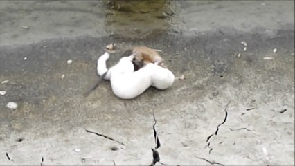 INTENSE mink vs muskrat struggle