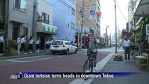 Giant tortoise walks Tokyo's streets - slowly