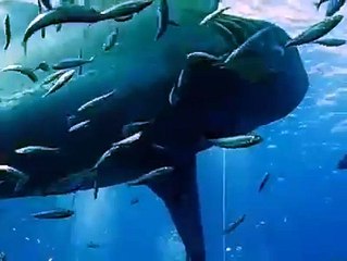 Un plongeur caresse un requin blanc gigantesque de 6 mètres