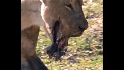 【閲覧注意】カバとの戦いに敗れてアゴを砕かれてしまったメスライオン