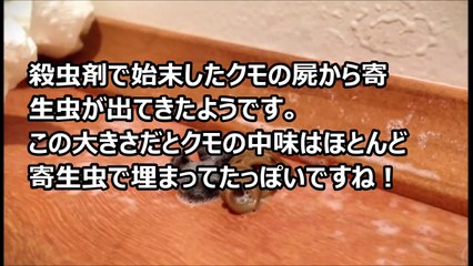 【閲覧注意】クモを殺虫剤で殺す⇒腹から出てきたもの