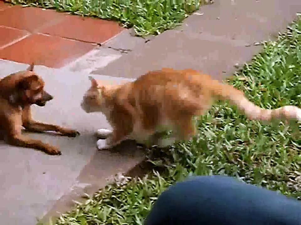 quarrels cats vs dogs