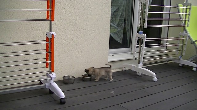 Bébés Havane 9 semaines