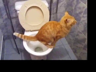 Kucing lucu sekali!! tonton lah pasti lucu