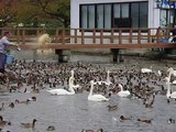 【ツーリング】新潟県　瓢湖に舞う白鳥　スライド＆動画