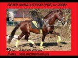 7 y.o horse PRE  for sale (jumping & dressage)