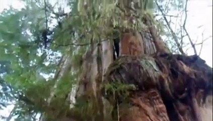 Jer&#39;s Big Cedar (cut trees in the forest)