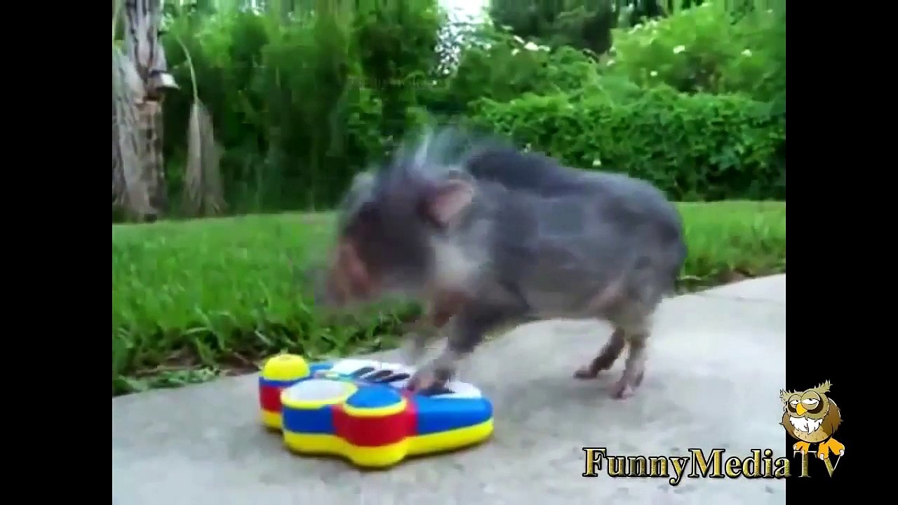 Un marcassin qui joue de la musique - Zap