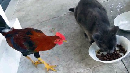 Kucing Vs Ayam lucu yahh