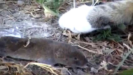 Kucing VS Tikus: Pertarungan Lucu dan Menggemaskan