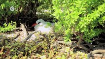 BirdLife and Angry Birds save the Endangered Birds of the Pacific