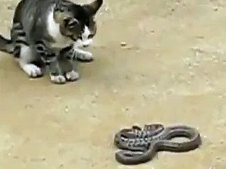 Cat VS Snake - amazing