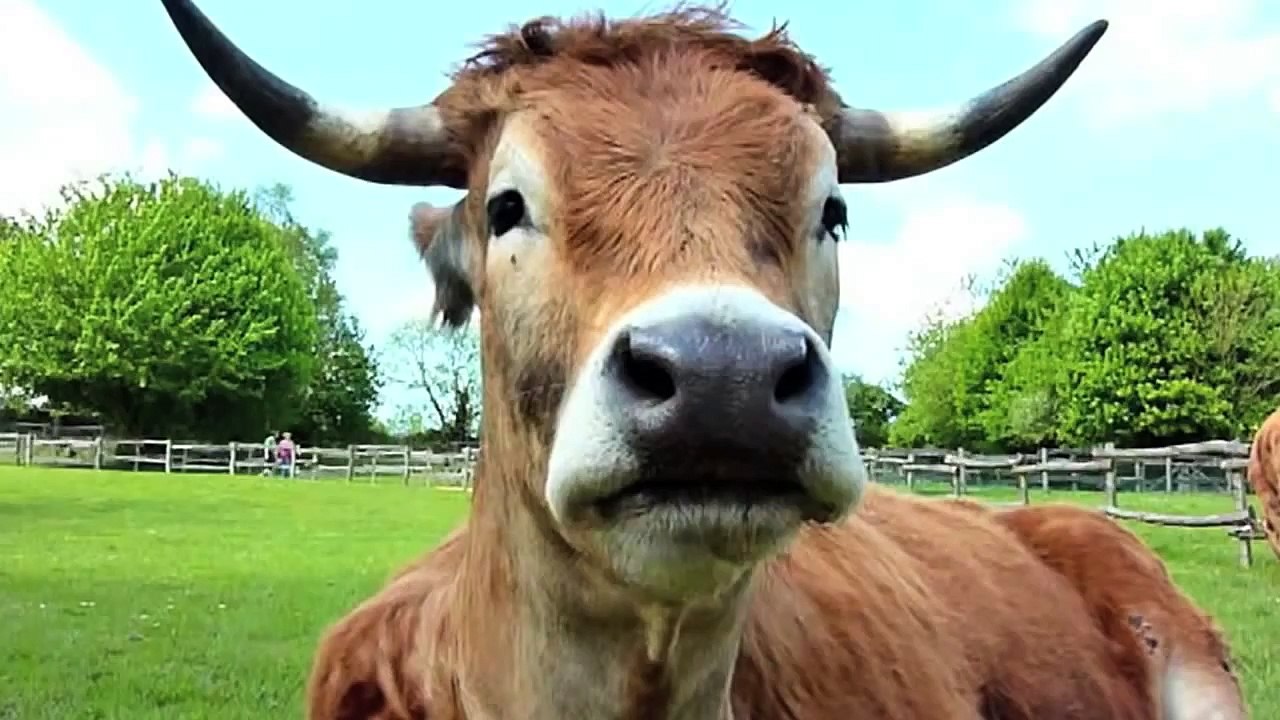 Students Create Air Freshener Using Cow Dung