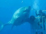 Un plongeur touche l'un des plus grands requins blancs