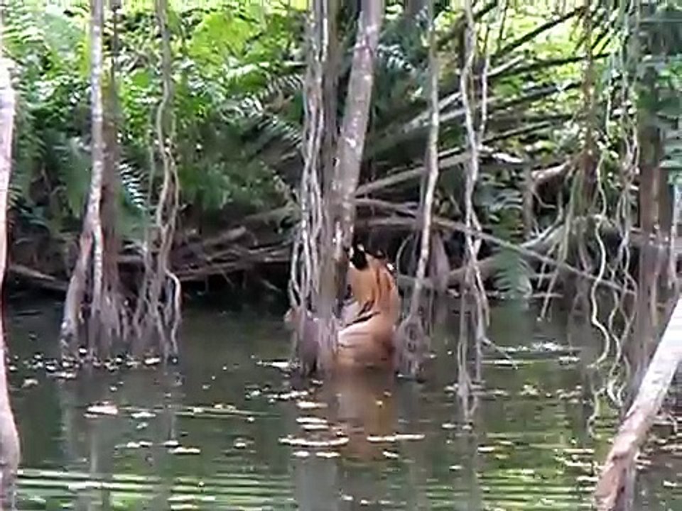 Swimming Tiger in Malaysia