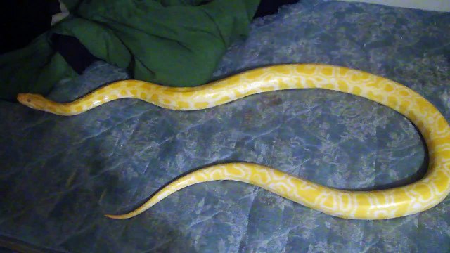 Bolt and Godzilla Burmese Pythons - paintball guns