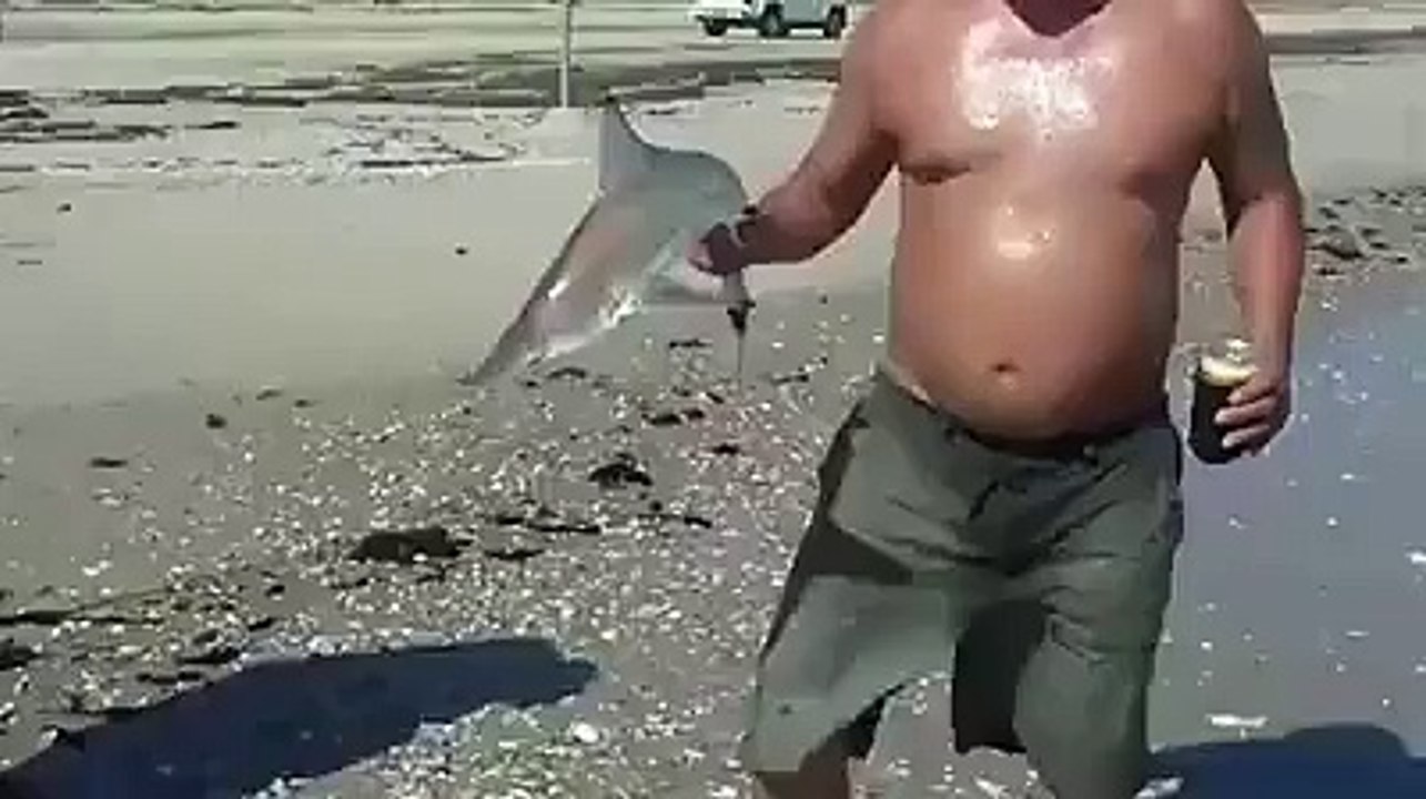 Dangrous little shark