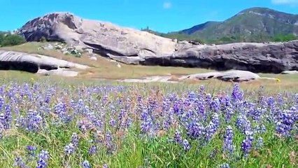 Grizzly Bear Vs Silverback Gorilla