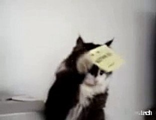 haha me torturing my cat