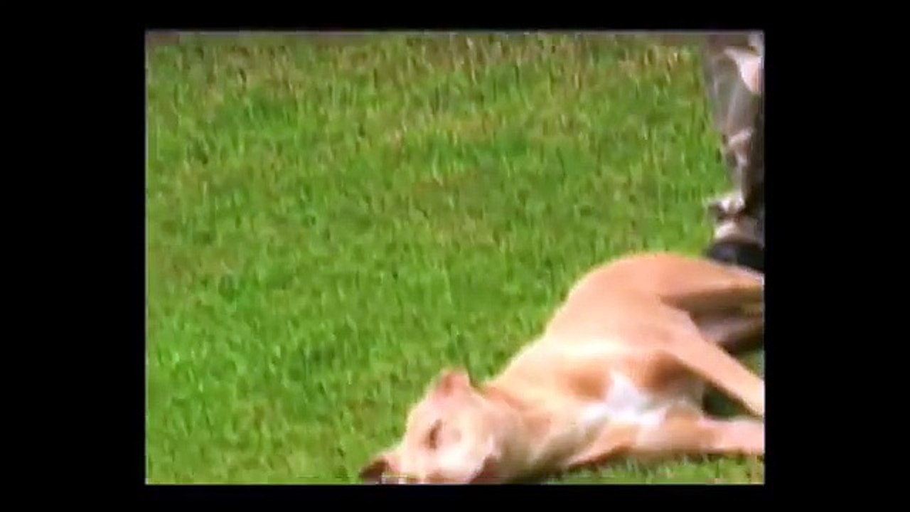 Curso Adestramento natural - 03 - Cães são inteligentes, sensíveis e possuem emoções.