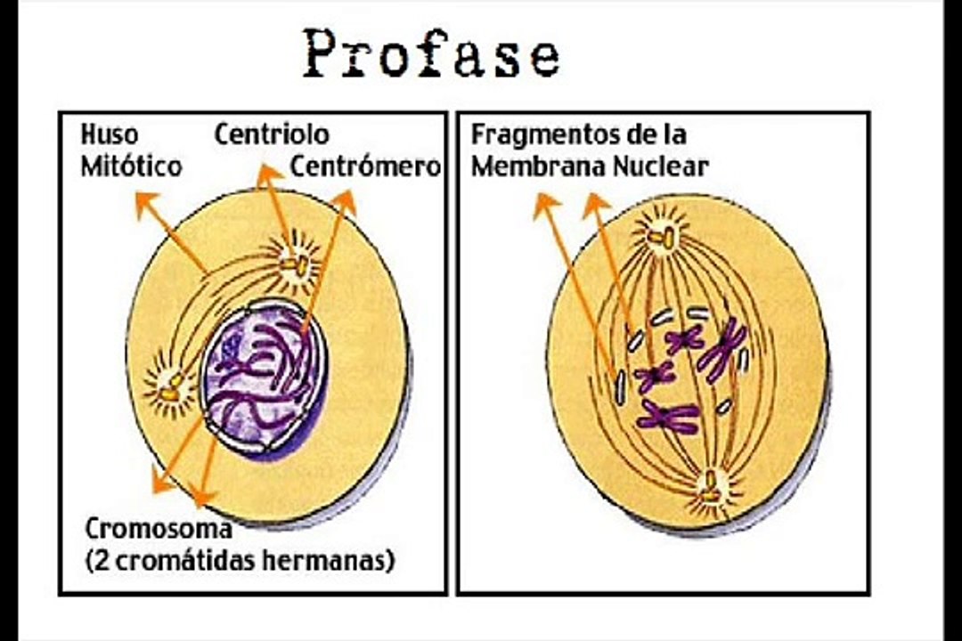 Mitosis en español ( fases )