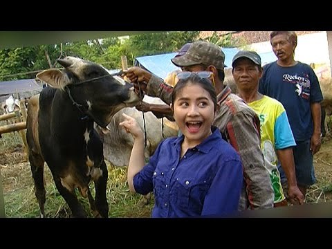 Prilly dan Keluarga Beli Hewan Qurban - Hot Shot 05 Oktober 2014