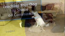 How to Train Your Dog to Shake Hands For Dummies