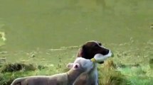 New Animal Funny Videos 2014 Dog Feeds Orphaned Lamb Funny Videos